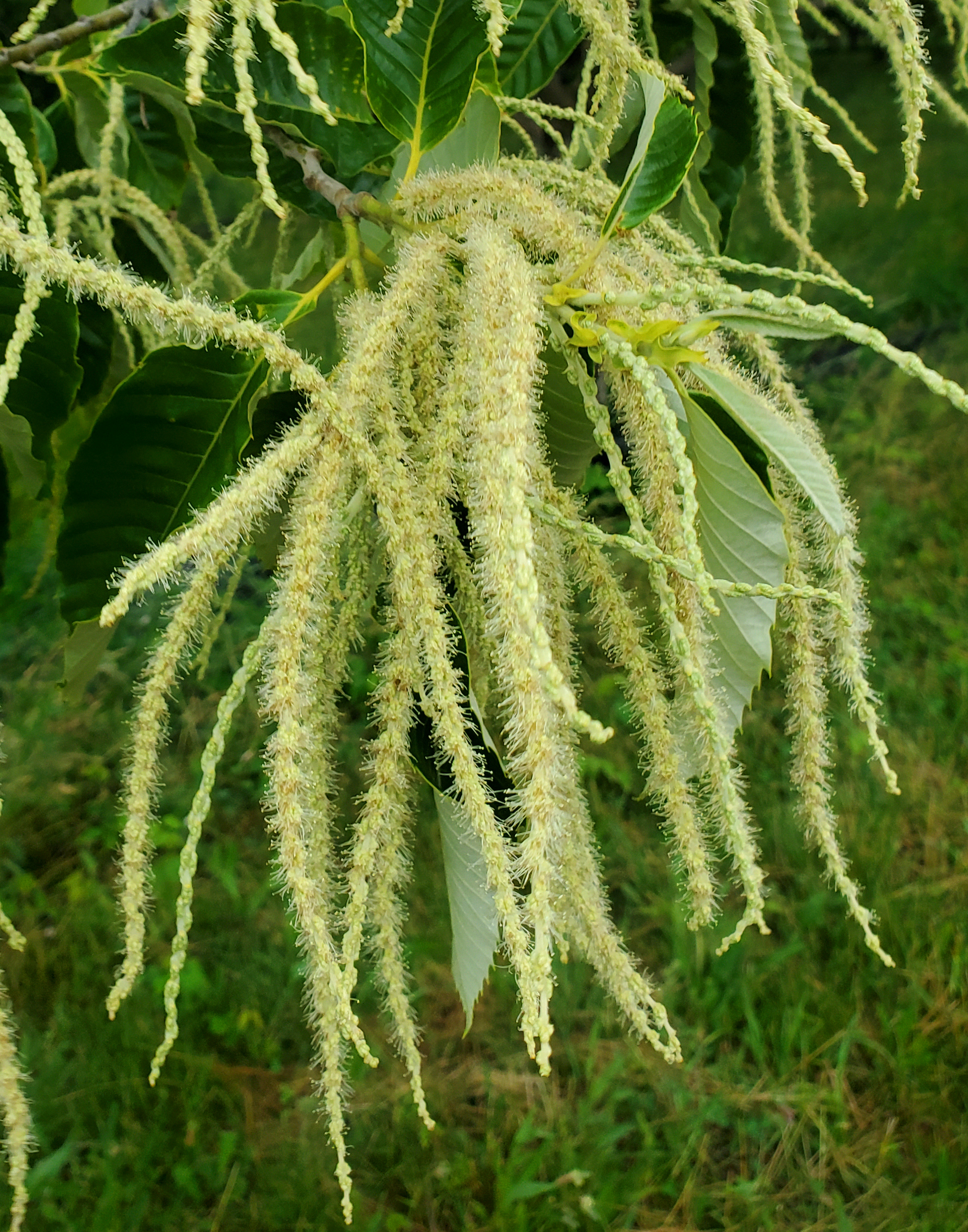 Chestnuts in bloom.